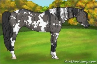 Horse Color:White Spotted Grullo Brindle 