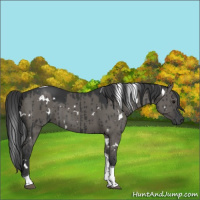 Horse Color:White Spotted Grullo Tobiano Brindle 
