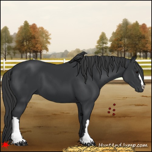 Horse Color:Black 