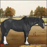 Horse Color:Black 