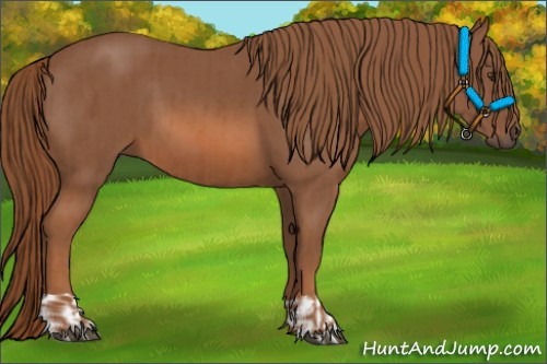 Horse Color:Chestnut and Chestnut