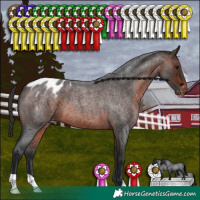 Horse Color:Brown Roan Appaloosa