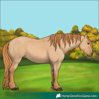 Horse Color:Red Dun 