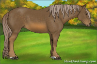Horse Color:Chocolate Palomino 