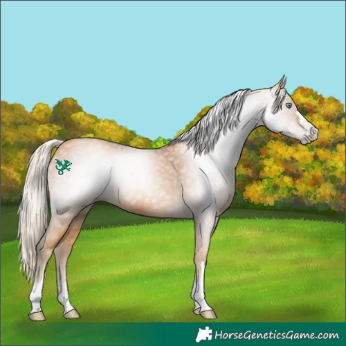 Horse Color:Gray Gold Cream Champagne 