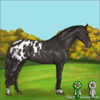 Horse Color:Smoky Black Mushroom Appaloosa 