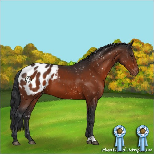 Horse Color:Bay Appaloosa 