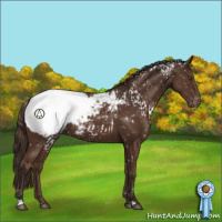 Horse Color:White Spotted Liver Chestnut Appaloosa 