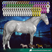 Horse Color:White Spotted Smoky Black Splash Appaloosa
