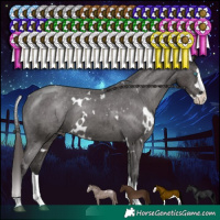 Horse Color:White Spotted Smoky Black Splash Appaloosa 