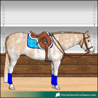 Horse Color:Red Dun Sabino