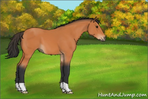 Horse Color:Bay 