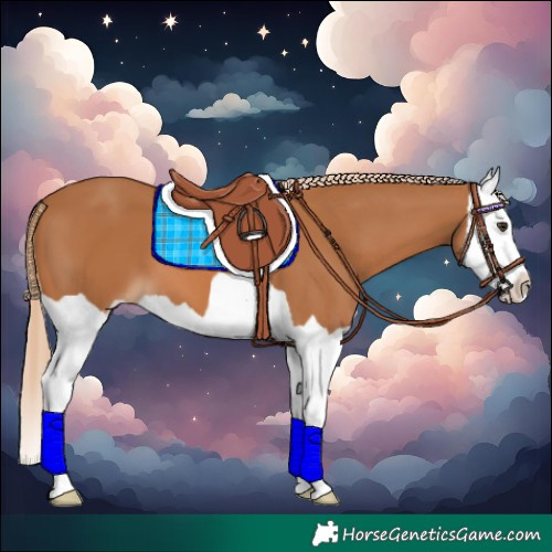 Horse Color:Chestnut Splash 