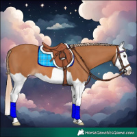 Horse Color:Chestnut Splash 