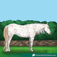 Horse Color:Chestnut Leopard 