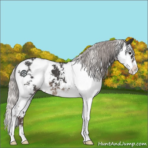 Horse Color:Silver Black Sabino 