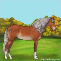 Horse Color:Silver Brown 