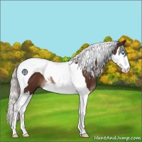 Horse Color:Silver Brown Splash Tobiano 