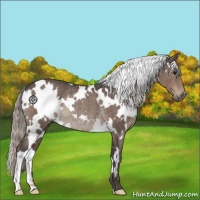 Horse Color:White Spotted Silver Black Rabicano