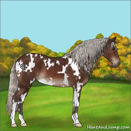 Horse Color:White Spotted Silver Brown