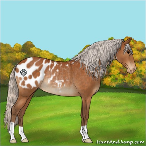 Horse Color:Silver Buckskin Appaloosa Rabicano
