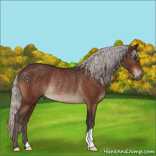Horse Color:Silver Brown Rabicano 