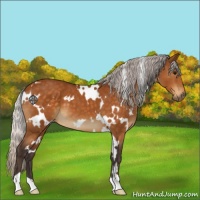 Horse Color:White Spotted Silver Buckskin 