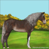 Horse Color:Silver Brown 