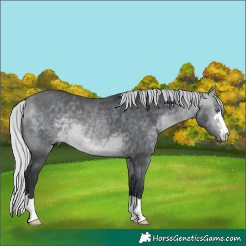 Horse Color:Silver Bay Chinchilla 