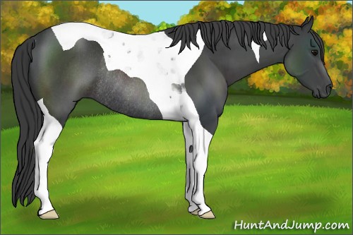 Horse Color:Black Tobiano Rabicano 