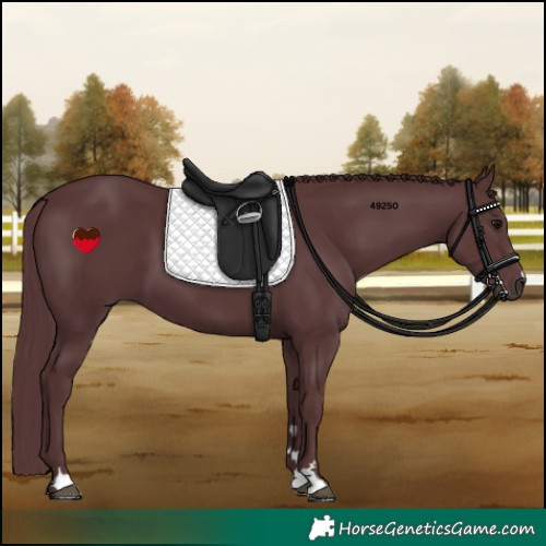 Horse Color:Chocolate Black 