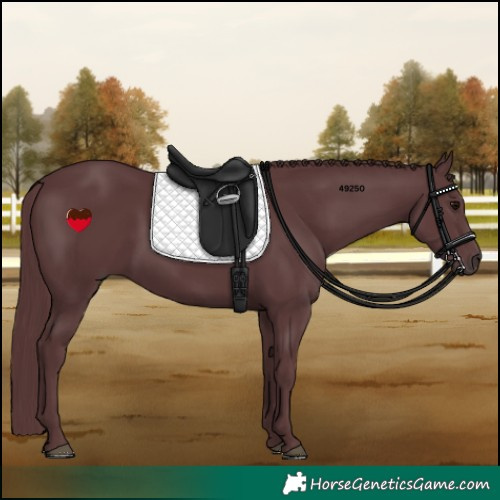 Horse Color:Chocolate Black