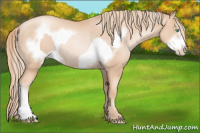 Horse Color:Gold Champagne Pearl Rabicano and Gold Champagne Pearl Frame Rabicano