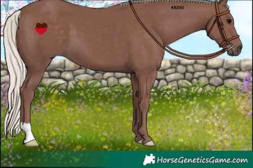 Horse Color:Chocolate Silver Black