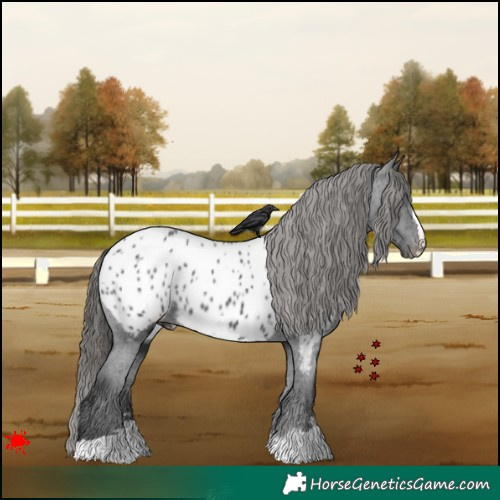 Horse Color:Black Appaloosa 