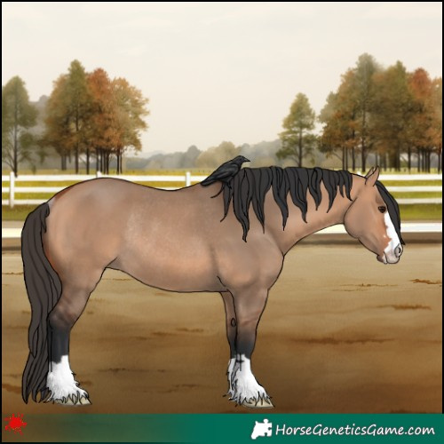 Horse Color:Bay Dun Rabicano 