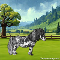 Horse Color:White Spotted Black Splash 