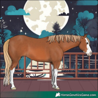 Horse Color:Chestnut Splash 