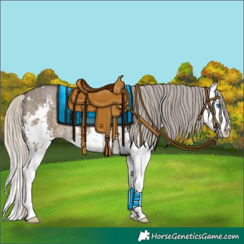 Horse Color:Silver Smoky Grullo Sabino Splash 
