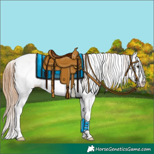 Horse Color:Red Dun Sabino Splash 