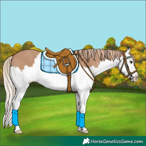 Horse Color:Red Dun Sabino Splash 