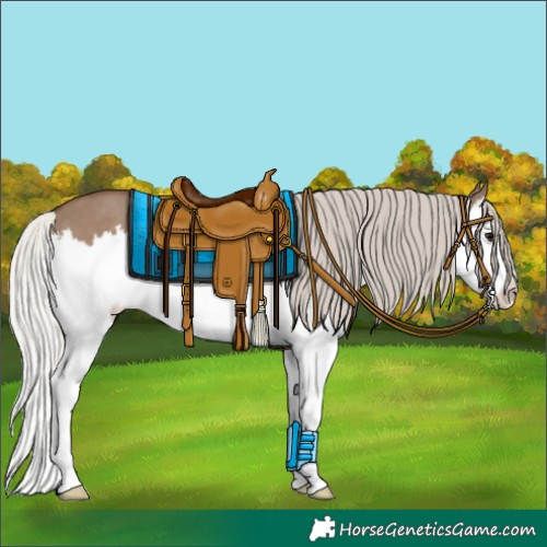 Horse Color:Silver Grullo Sabino Splash 