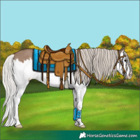 Horse Color:Silver Grullo Sabino Splash 