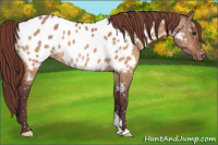 Horse Color:Chocolate Bay Dun Appaloosa 