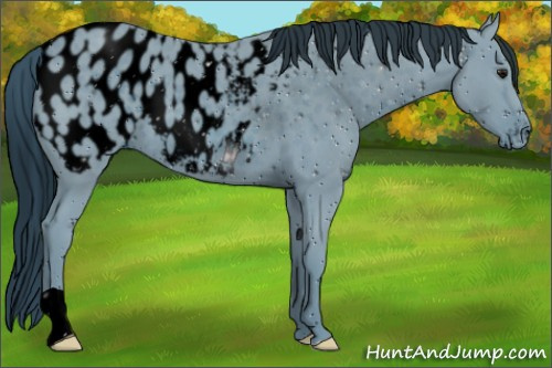 Horse Color:ERROR: UNKNOWN ANOMALY