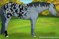 Horse Color:ERROR: UNKNOWN ANOMALY