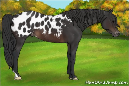 Horse Color:Brown Blanket