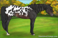 Horse Color:Brown Appaloosa 