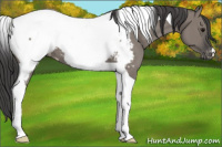 Horse Color:Grullo Tobiano Appaloosa 