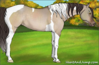 Horse Color:Brown Dun Tobiano Appaloosa 